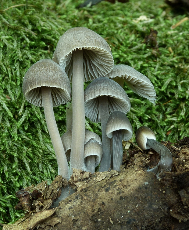 prilbička Mycena sp.