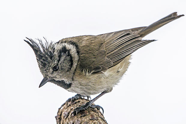 sýkorka chochlatá Parus cristatus