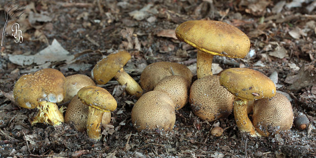 suchohríb cudzopasný Pseudoboletus parasiticus (Bull.) Šutara