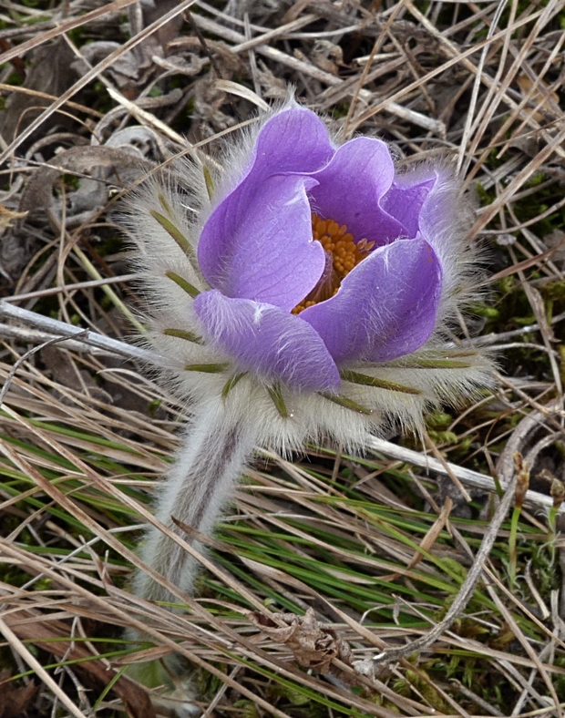 poniklec veľkokvetý Pulsatilla grandis Wender.