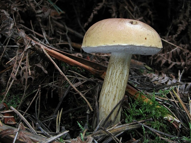 podhríb žlčový Tylopilus felleus (Bull.) P. Karst.