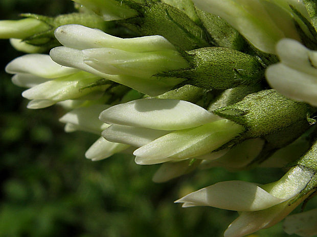 kozinec cícerovitý Astragalus cicer L.