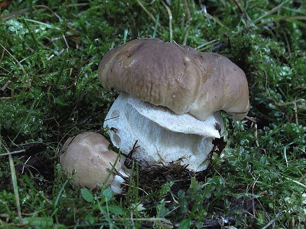 hríb smrekový Boletus edulis Bull.