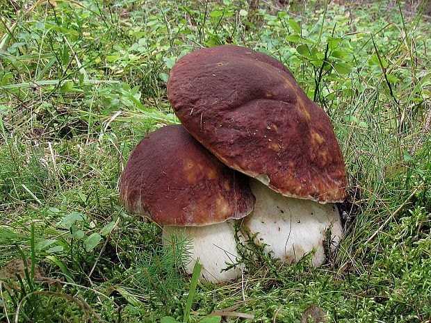 hríb sosnový Boletus pinophilus Pil. et Dermek in Pil.