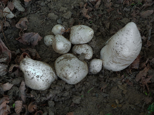 strieška bedľovitá Chlorophyllum agaricoides (Czern.) Vellinga