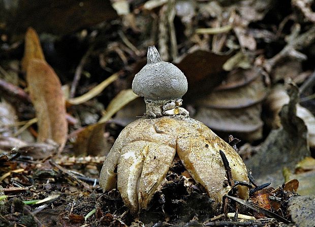 hviezdovka dlhokrčková Geastrum pectinatum Pers.