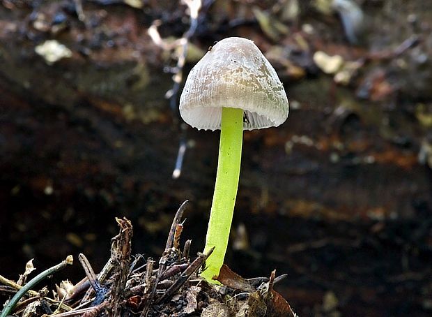 prilbička slizká želatínová Mycena epipterygia var. viscosa (Secr. ex Maire) Ricken