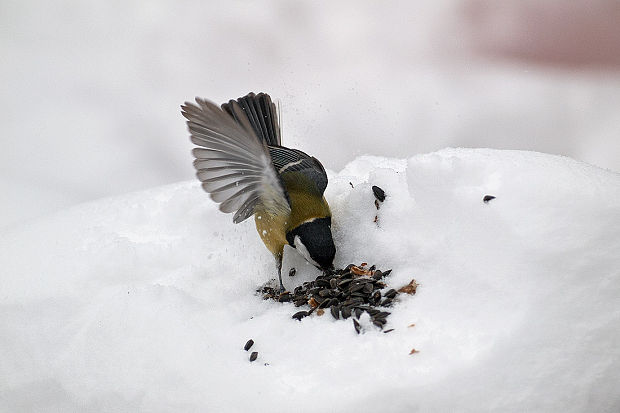 sýkorka bielolíca  Parus major