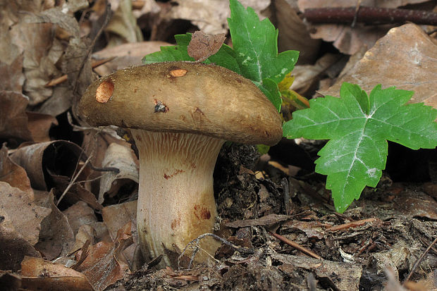 čechračka podvinutá Paxillus involutus (Batsch) Fr.