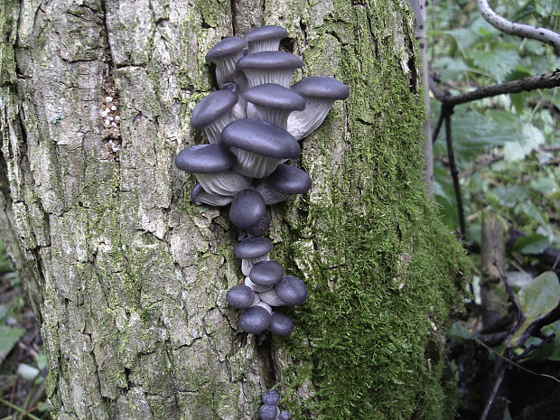 hliva ustricovitá modrastá Pleurotus columbinus Quél.