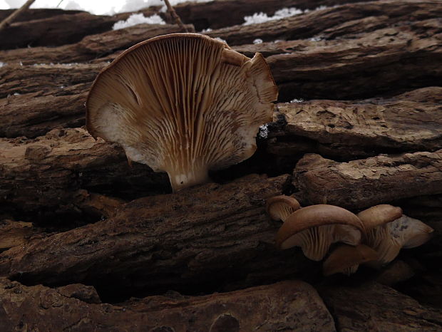 hliva Pleurotus sp.