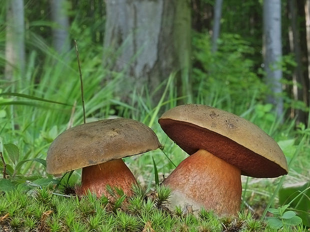 hríb zrnitohlúbikový Sutorius luridiformis (Rostk.) G. Wu & Zhu L. Yang