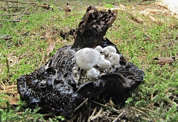 príživnica obyčajná Asterophora parasitica (Bull.) Singer