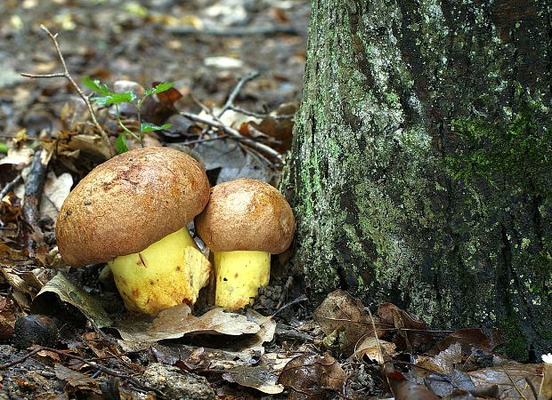 hríb príveskatý Butyriboletus appendiculatus (Schaeff. ex Fr.) Secr.