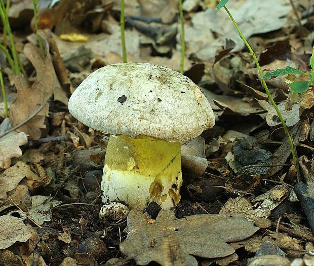 hríb striebristý Butyriboletus fechtneri (Velen.) D. Arora & J.L. Frank