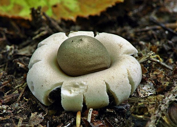 hviezdovka strapkatá Geastrum fimbriatum Fr.