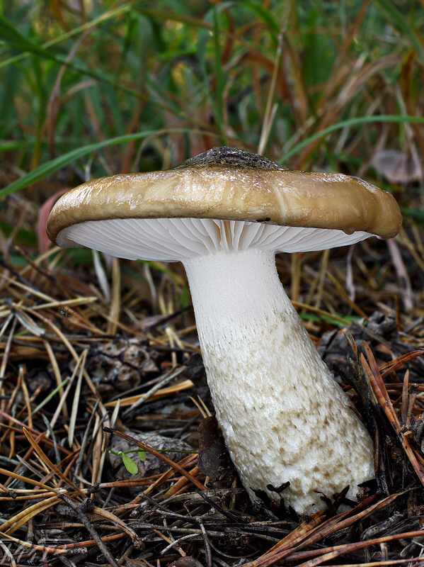 šťavnačka hnedobiela Hygrophorus latitabundus Britzelm.