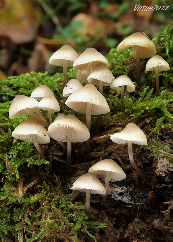 prilbička Mycena sp.