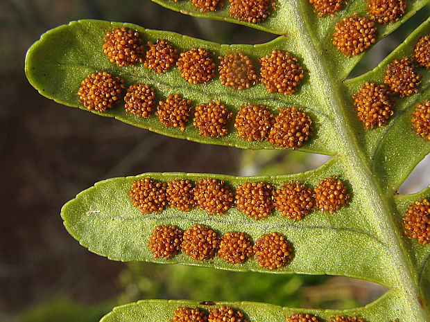 sladič obyčajný Polypodium vulgare L.