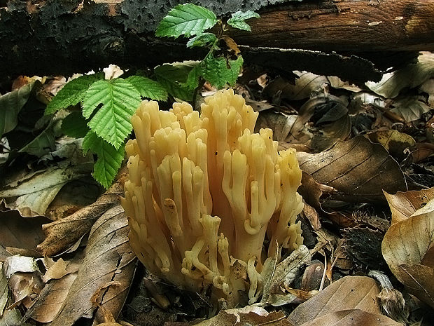 strapačka lososovoružová Ramaria subbotrytis (Coker) Corner