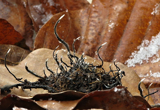 drevnatec bukový Xylaria carpophila (Pers.) Fr.