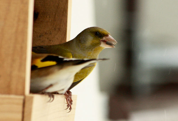 stehlík zelený Carduelis chloris