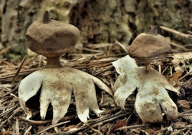 hviezdovka dlhokrčková Geastrum pectinatum Pers.