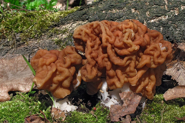 ušiak obrovský Gyromitra gigas (Krombh.) Cooke