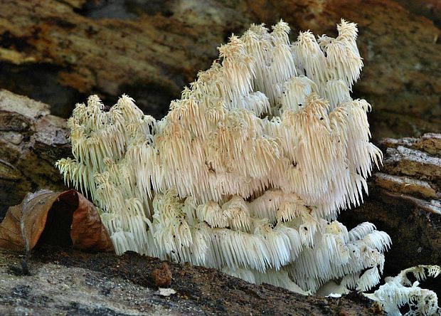 koralovec bukový Hericium coralloides (Scop.) Pers.