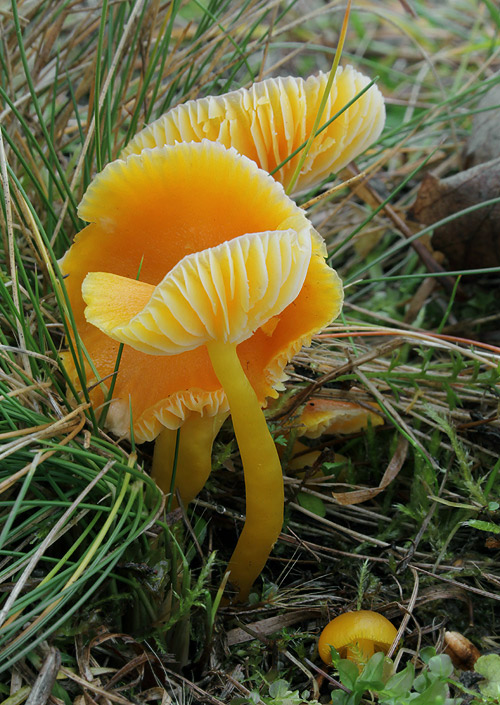 lúčnica citrónovožltá Hygrocybe chlorophana (Fr.) Wünsche