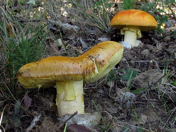 muchotrávka cisárska Amanita caesarea (Scop.) Pers.