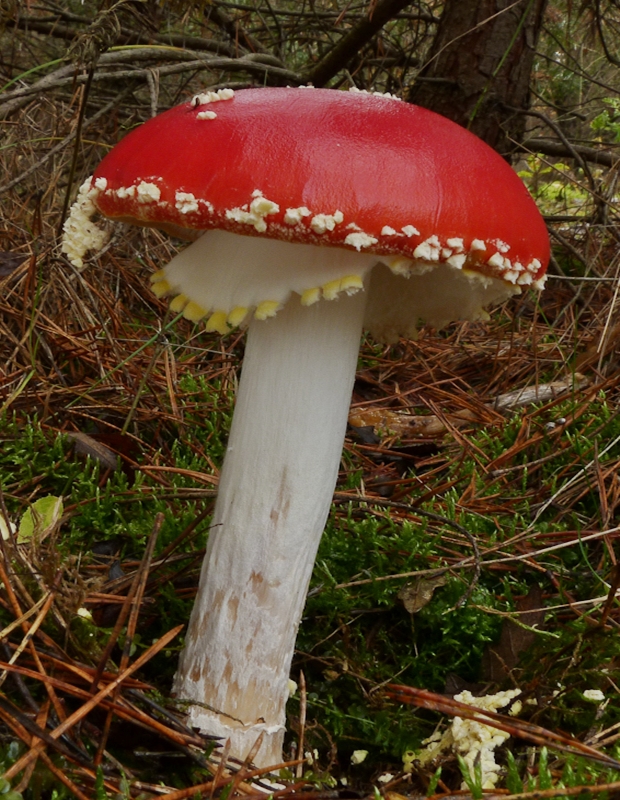 muchotrávka červená Amanita muscaria (L.) Lam.