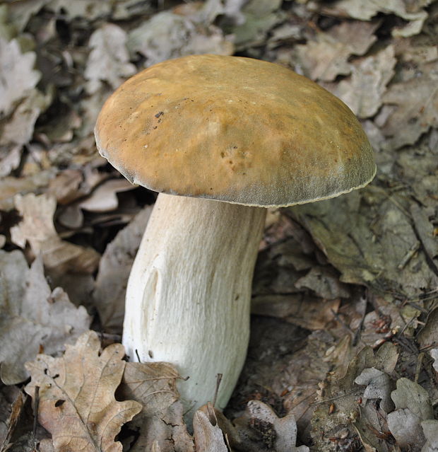 hríb bronzový Boletus aereus Bull. ex Fr.