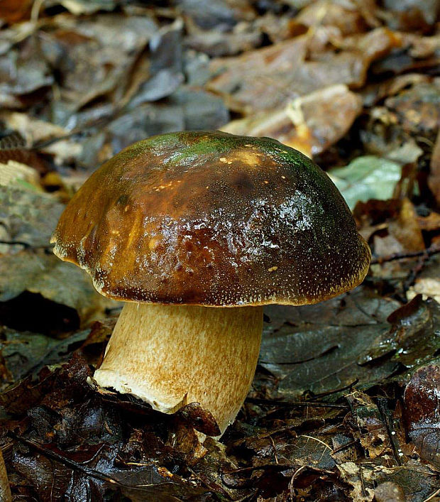 hríb bronzový Boletus aereus Bull. ex Fr.