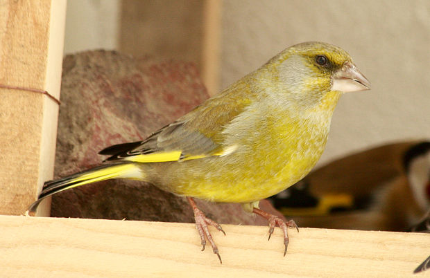 stehlík zelený Carduelis chloris