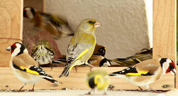 stehlíky  Carduelis