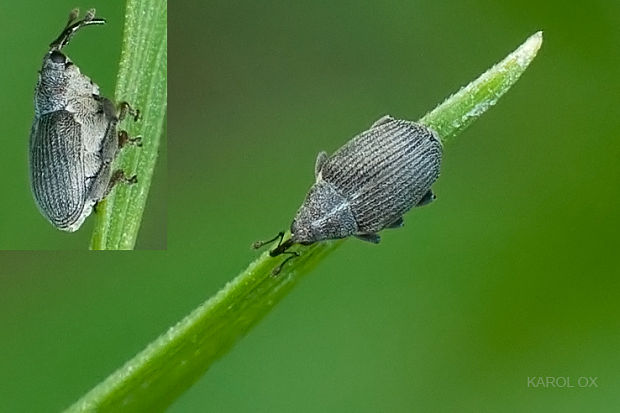 nosáčik Ceutorhynchus sp.