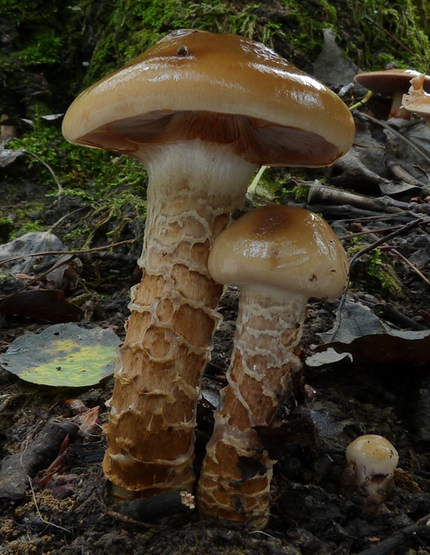 pavučinovec mazľavý Cortinarius trivialis J.E. Lange