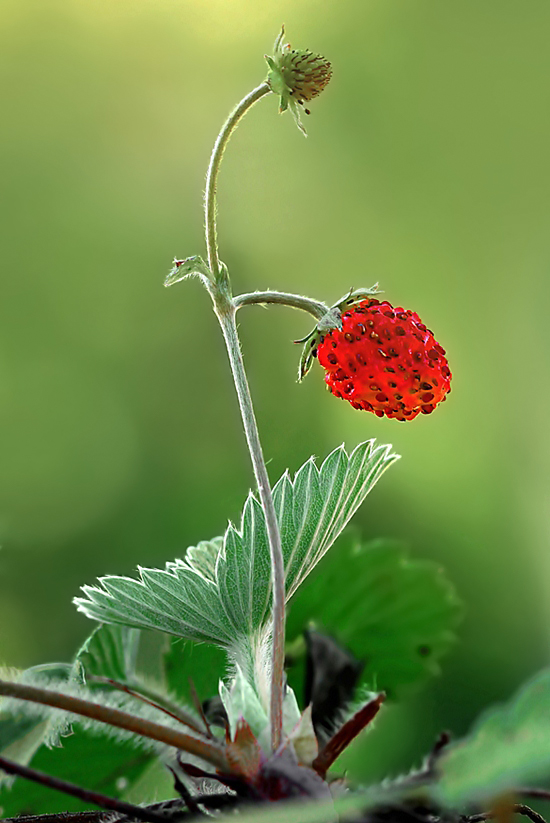 jahoda obyčajná Fragaria vesca L.