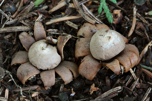 hviezdovka kvetovitá Geastrum floriforme Vittad.