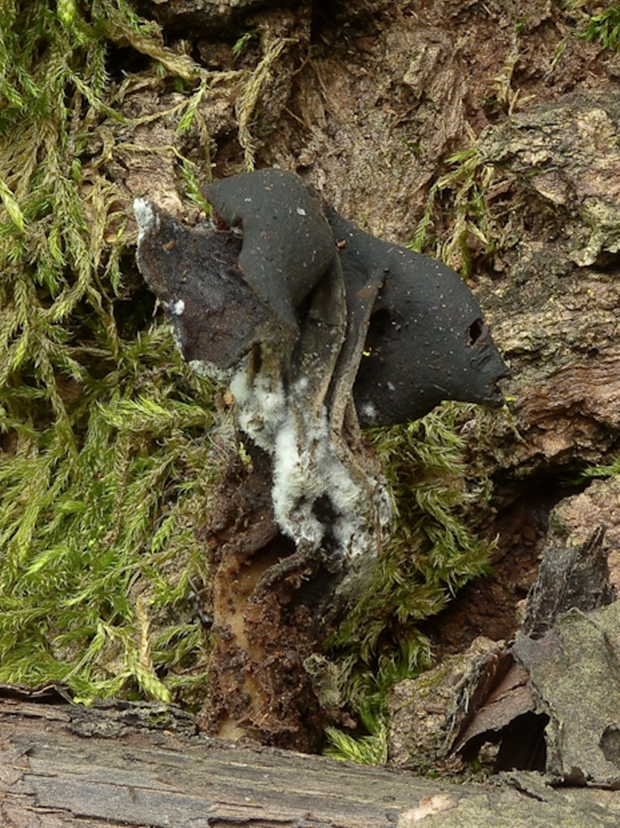 chriapač Helvella sp.