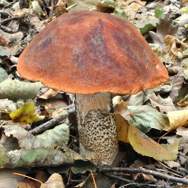 kozák dubový Leccinum aurantiacum (Bull.) Gray