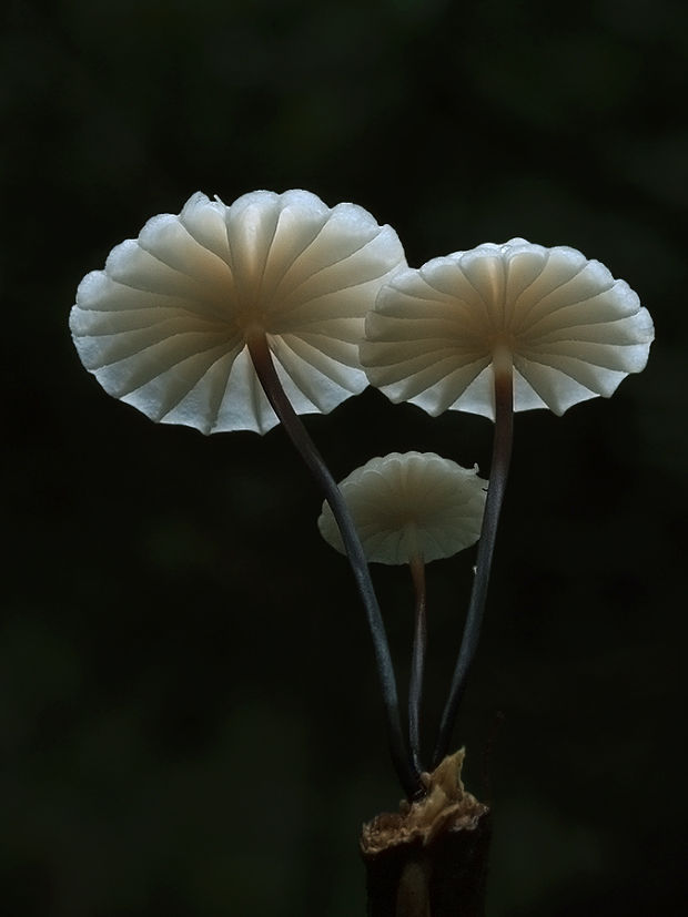 tanečnica golieriková Marasmius rotula (Scop.) Fr.