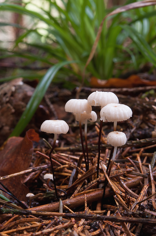 tanečnica Wettsteinova Marasmius wettsteinii Sacc. & P. Syd.