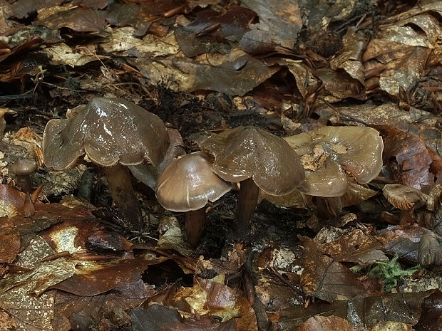 koreňovica olivová Phaeocollybia festiva (Fr.) R. Heim