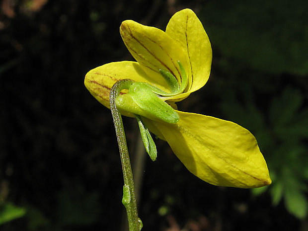 fialka dvojkvetá Viola biflora L.