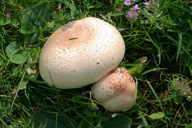 pečiarka hnedopurpurová Agaricus porphyrizon P.D. Orton