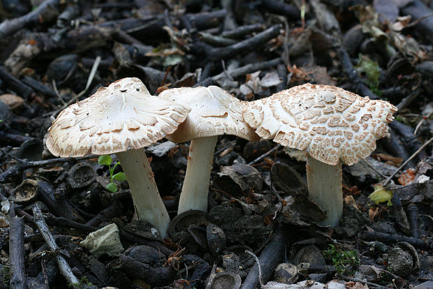 závojenka sadovka Entoloma sepium (Noulet & Dass.) Richon & Roze