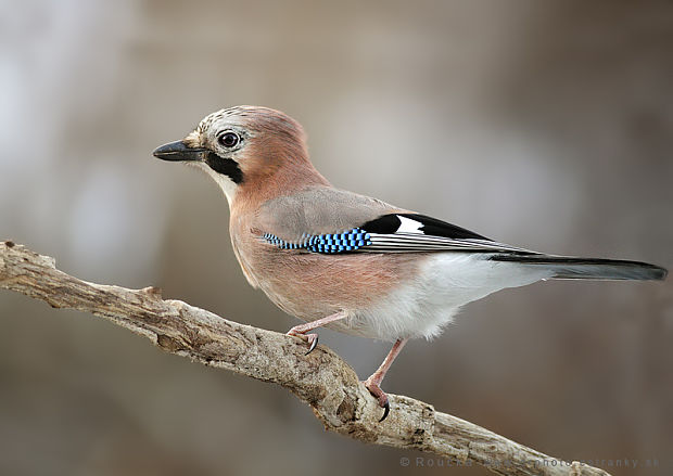 sojka obyčajná Garrulus glandarius