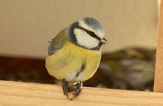 sýkorka belasá Parus caeruleus